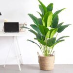 Konstväxt Stor Tropisk Palm och Bananblad - Bild 3