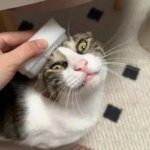 Sensorisk massageborste för katt med mjuk katttunge-struktur - Bild 4