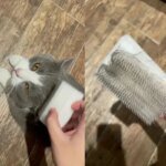 Sensorisk massageborste för katt med mjuk katttunge-struktur - Bild 3