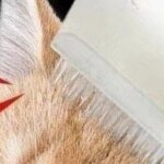Multifunktionell massageborste och svampkam för katt och hund