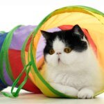 Hopfällbar kattunnel för lek och interaktiv träning inomhus - Bild 3