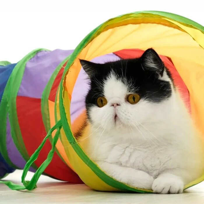 Hopfällbar kattunnel för lek och interaktiv träning inomhus - Bild 3