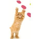 Rolig interaktiv leksakspistol med skumfrisbees för katt och hund - Bild 3