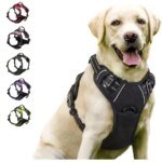 Komplett set med hundhalsband, sele och läderkoppel för hundar