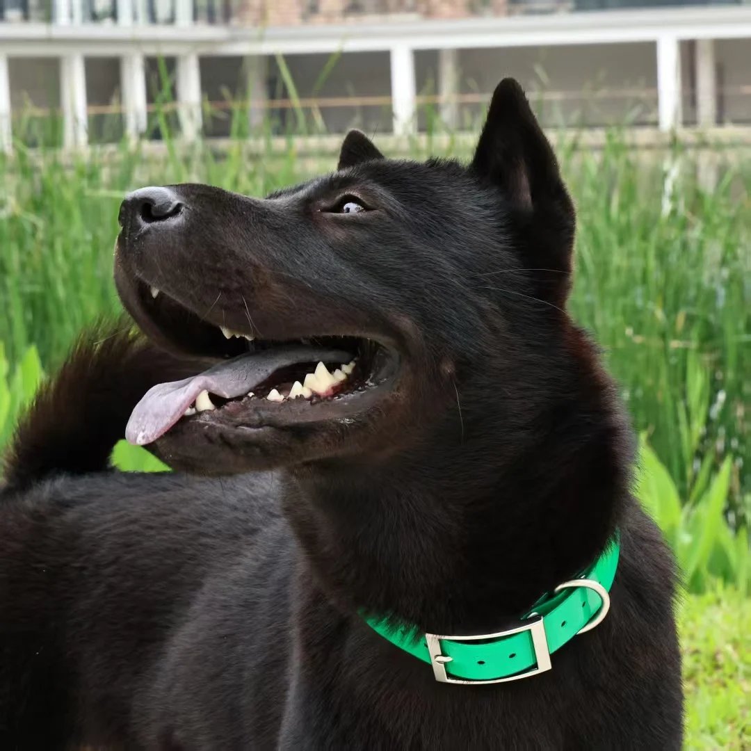 Slitstarkt och vattentätt TPU-hundhalsband för jakt och träning
