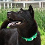 Slitstarkt och vattentätt TPU-hundhalsband för jakt och träning - Bild 4