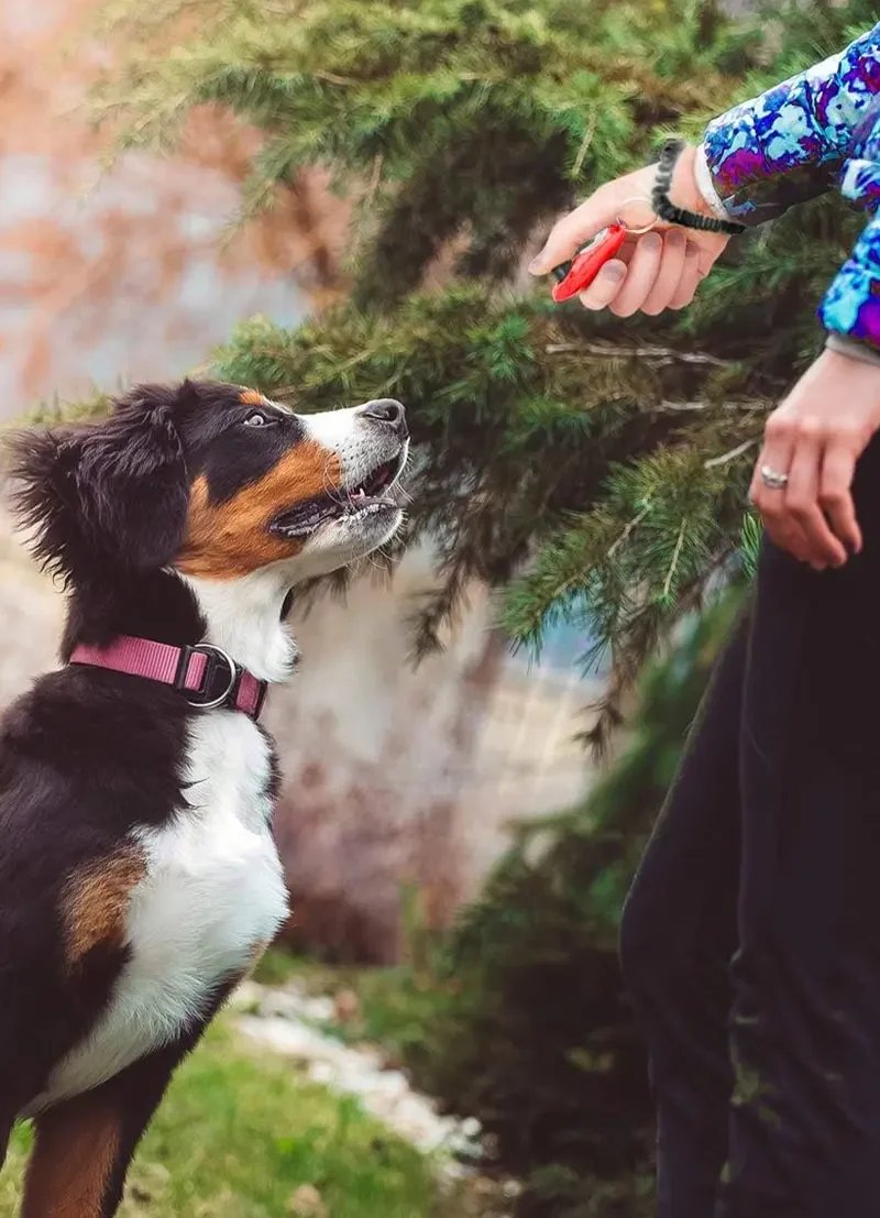 Klicker för hundträning och husdjursaktivering med elastiskt armband